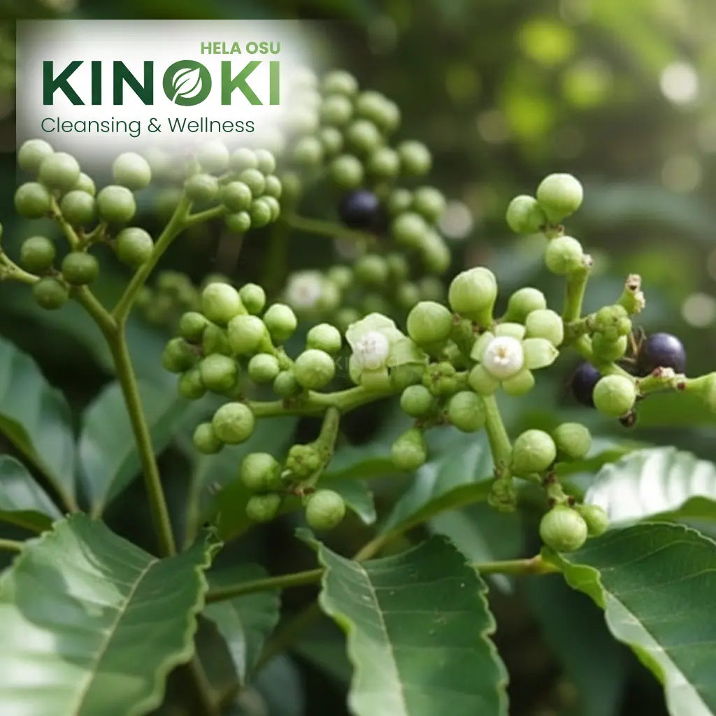 බුරුල්ල: හෙළ වෙදකමේ හා ගෘහණියන්ගේ හිතවතා (The Bandicoot Berry)