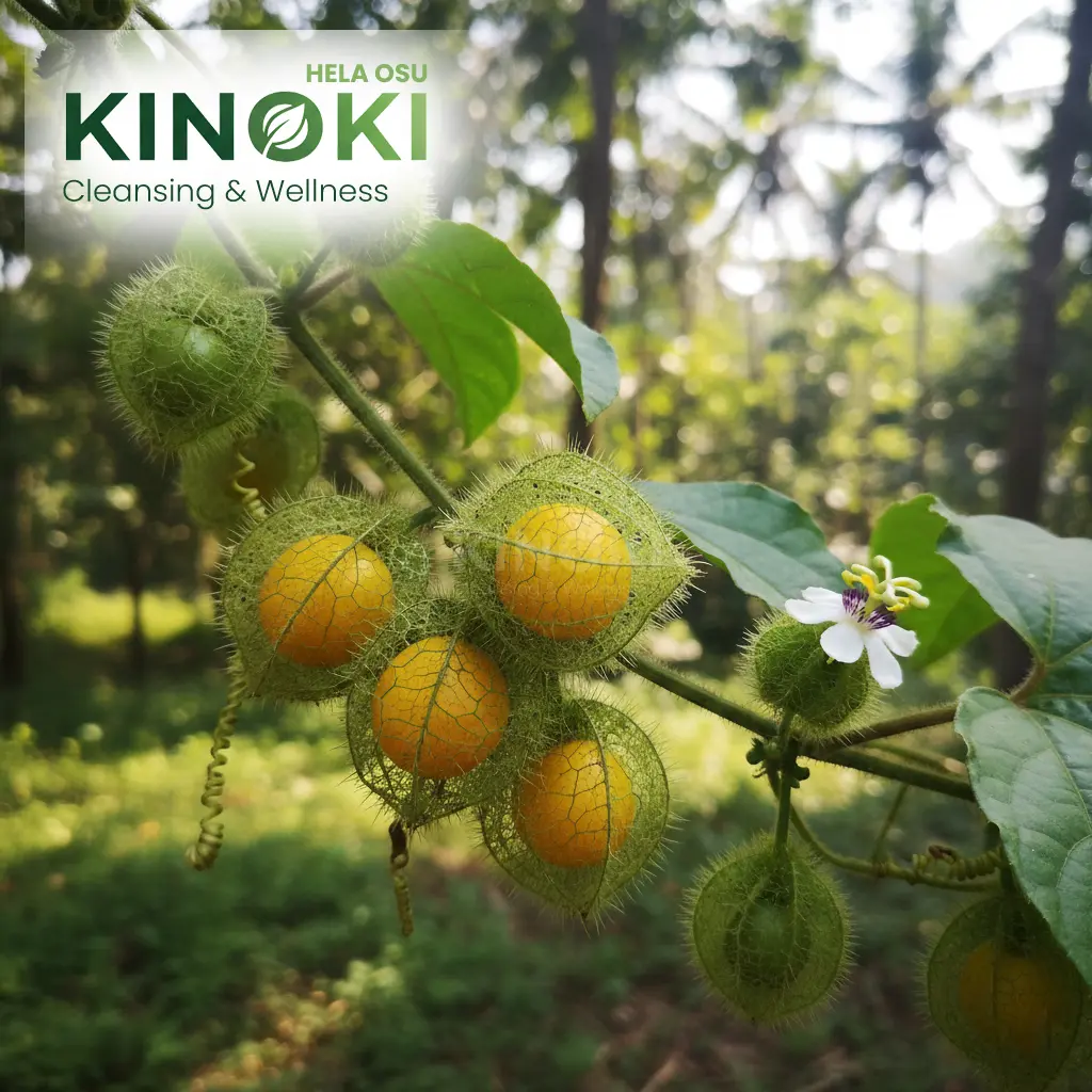 අපේ වටපිටාවේ සැඟවුණු ඔසු ගුණය: "දැල් බටු" (Passiflora foetida) හඳුනාගනිමු