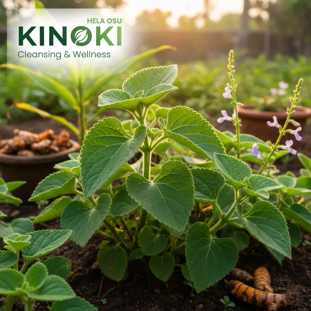 ඉරිවේරිය: ගෙවත්තට අත්‍යවශ්‍ය දිව්‍යමය ඔසුවක්