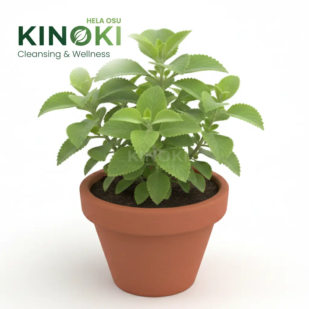 කප්පරවල්ලිය: රෝග රැසකට ගුණ දෙන දිව්‍යමය ඔසුවක්