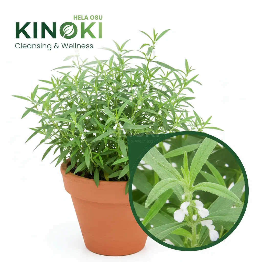 ගැටතුඹ: දේශීය වෙදකමේ අගනා ඔසුවක්