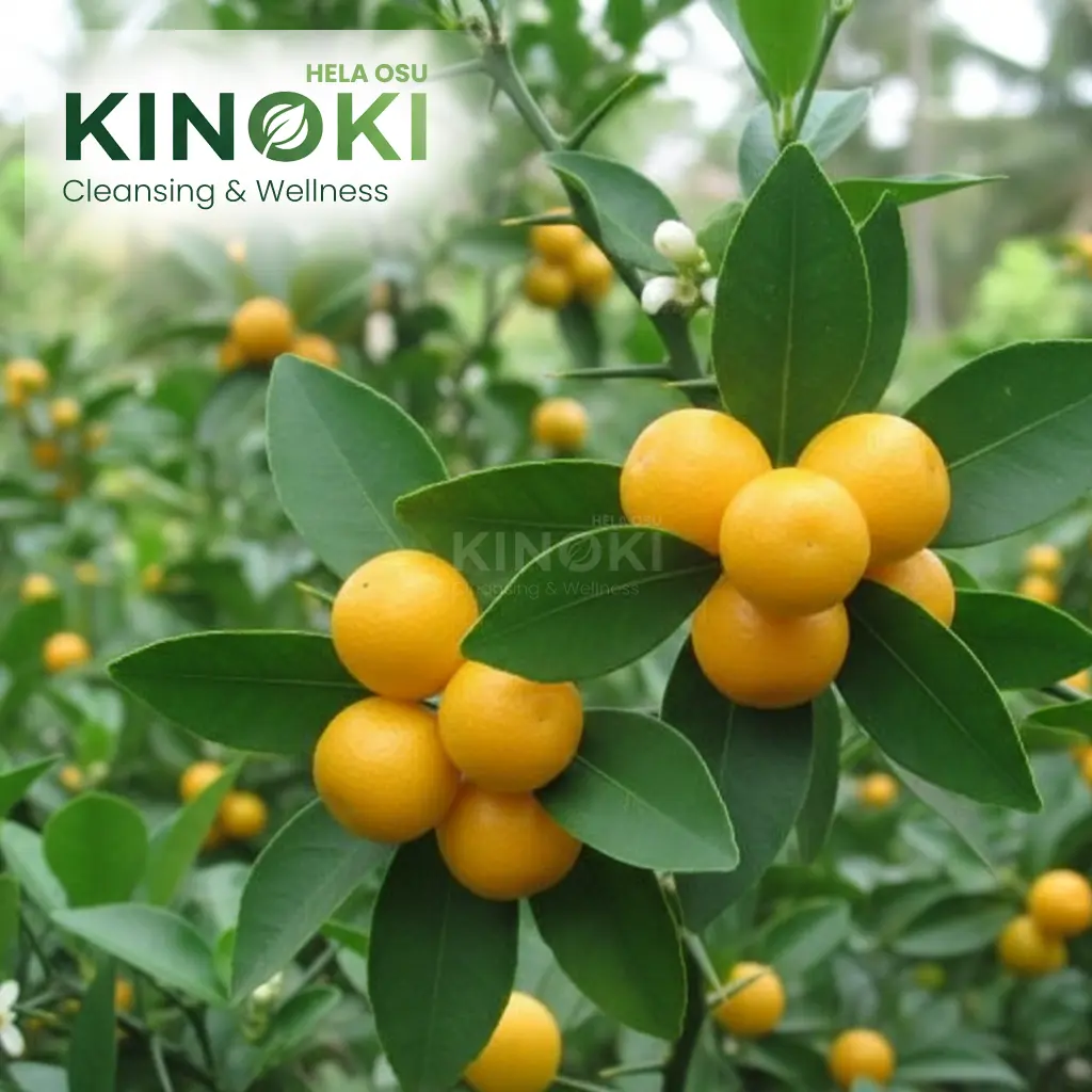 යකිනාරං (Atalantia ceylanica): ප්‍රතිශක්තිය සහ සුවය ලබා දෙන හෙළ ඔසුව